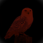Feather Family Myth Hunters