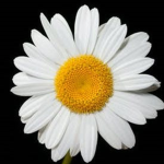 BFF's With Daisy's
