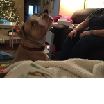 Pitbulls are cute and soft