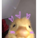 Ducky_love
