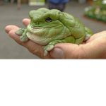 the frog syndicate