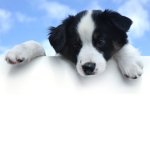 Border Collie ROBUX