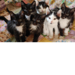 Cats Cats Cats I love Cats <3