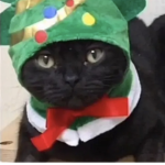 Swaggitarius