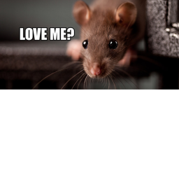 CEREMONIES FOR THE RATS