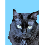 Meow meow meow (we love cats)