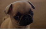 The Pugiverse