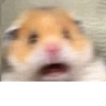 喵白粉絲聚集地:3