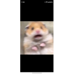 Hammy the hamster hehehe