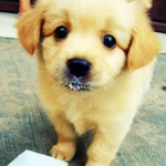Dogiez Fan Group