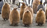 South Georgia penguin and seal lovers