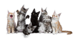 The Faded Animals