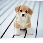 Puppy squad! Macyperriman10 YT