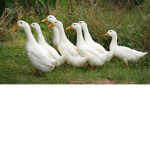 The Fluffy Duckys