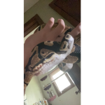 Frogcamo