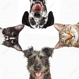 Cats VS. Dogs [ALPHA]