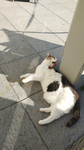 Kattenss (cats)