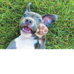 THE PUPPIES SQUAD (join if you love puppies!!)