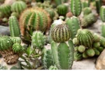 Cactus Dude Group