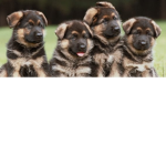 The woof woof pups