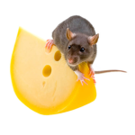 rats and cheese and cheese