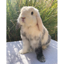 ✨