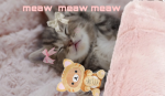 Meaw meaw meaw