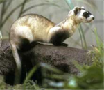 FERRET LOVERS