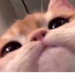 Cool_kitty_clothing
