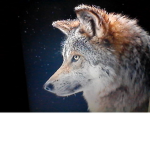 ~-Wolf Pack-~