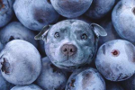 Blueberry’s dogs