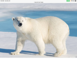 My Polar Bear Group