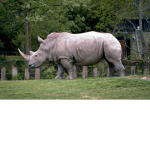 yo Rhino group