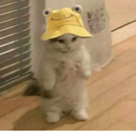 고양씌스털