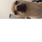 DogPals