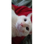 The wee