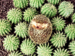 The hedgehog club:)
