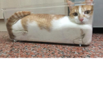cat321