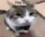 Wawa cat cult