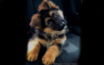 German Shepards<3