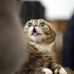 Derp Cats