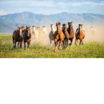 Horse Valley Roleplay