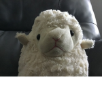 Jeb Sheep