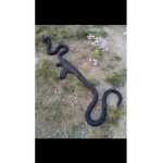 snake gun cult
