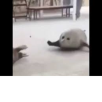 -ClumsySeal-