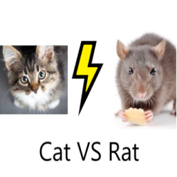 Cat VS Rat