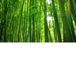 BambooStudio