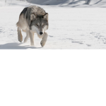 WOLF SQUAD WOOO