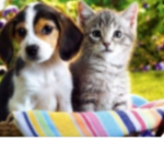 Kitty and Dogie squad!