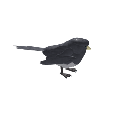 Dark-eyed Junco
